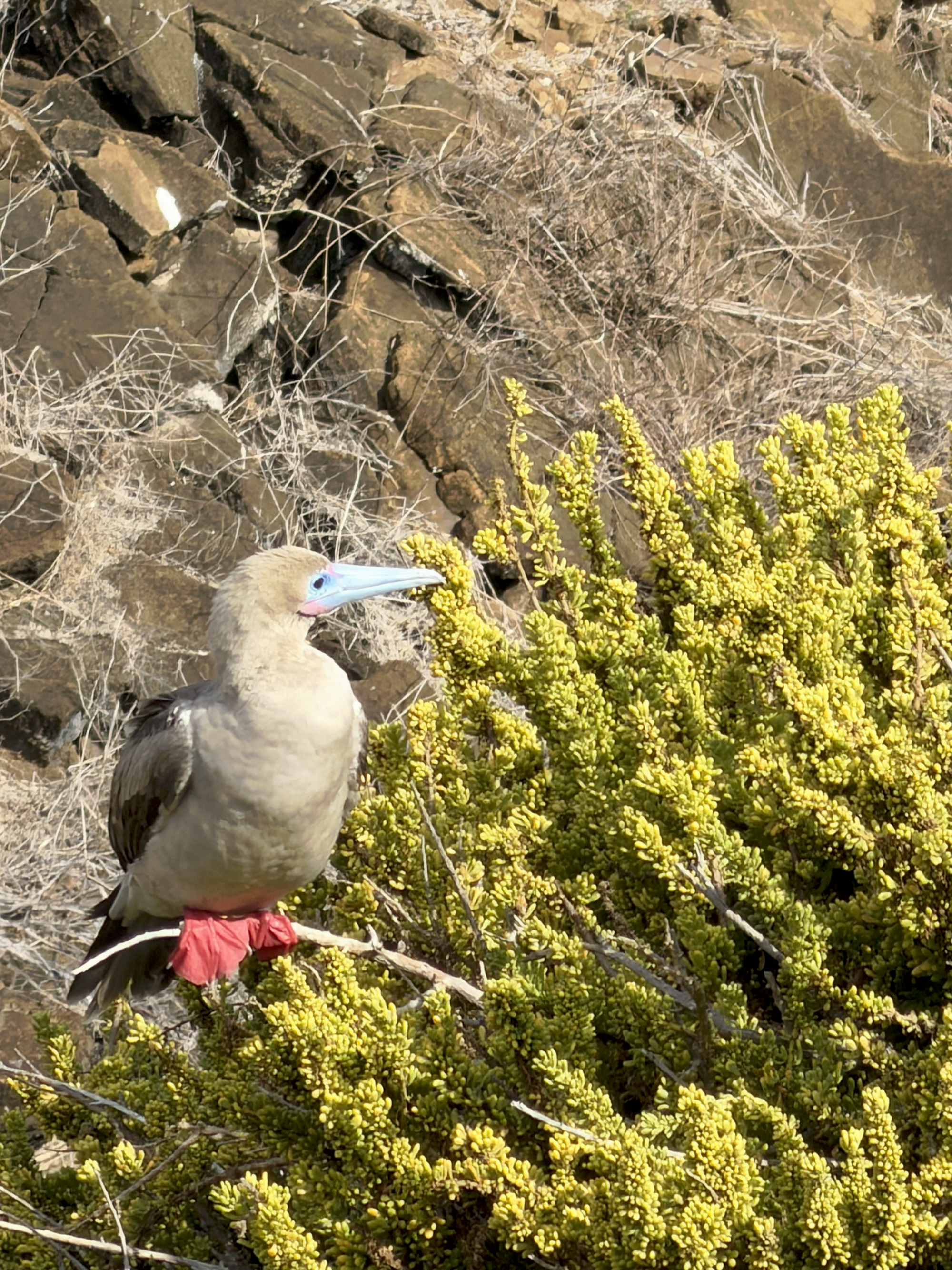 Red-footed booby perched on a branch with red feet visible in the Galápagos Islands.