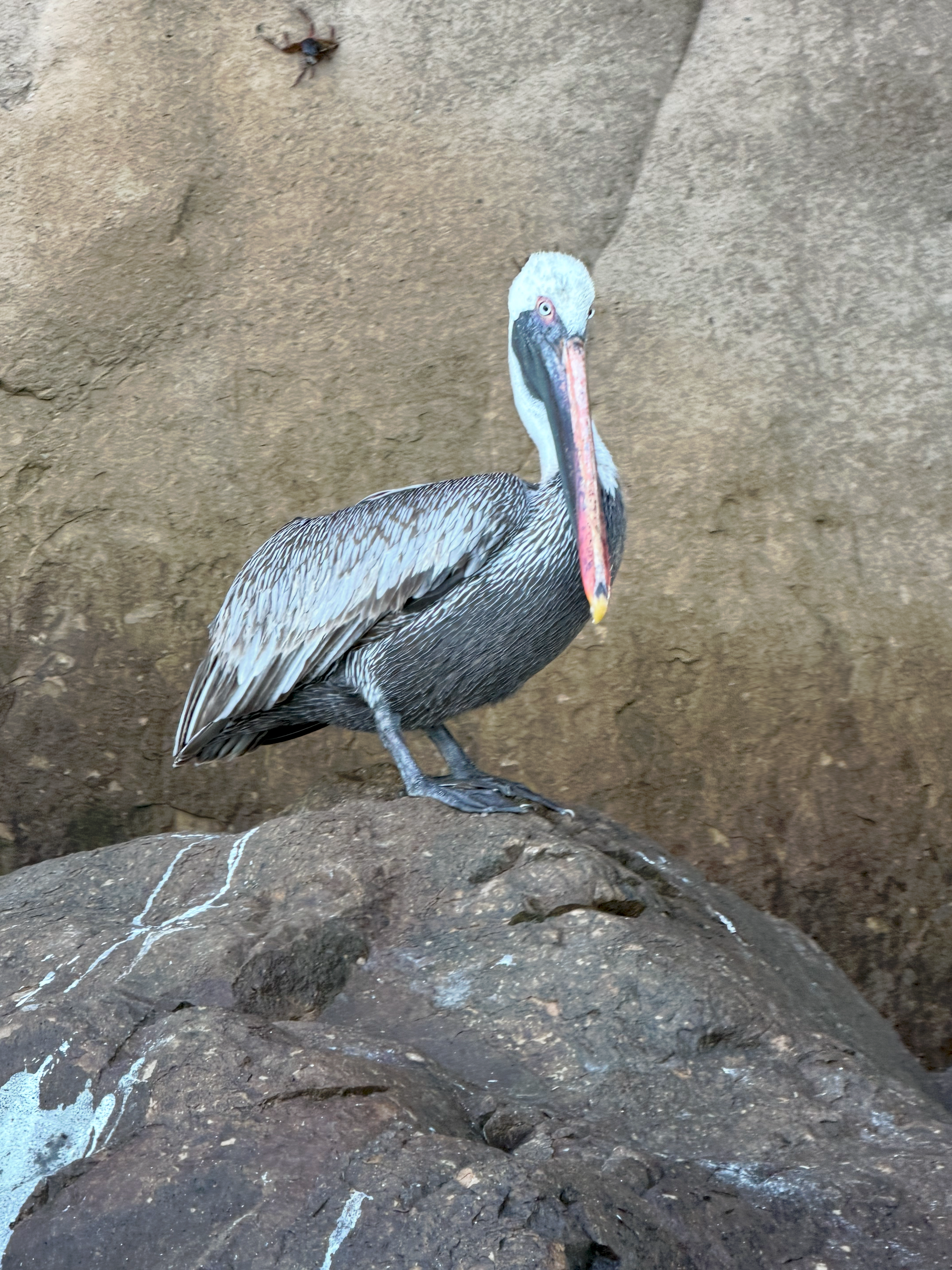 Brown pelican standing on a rock ledge along the Galápagos coast.