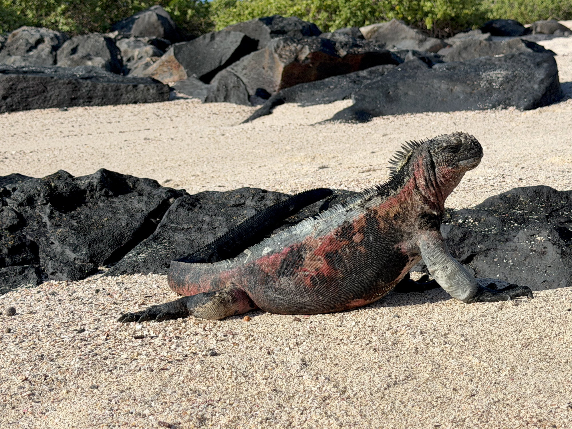 Galápagos Christmas marine iguana resting on a sandy beach among volcanic rocks.
