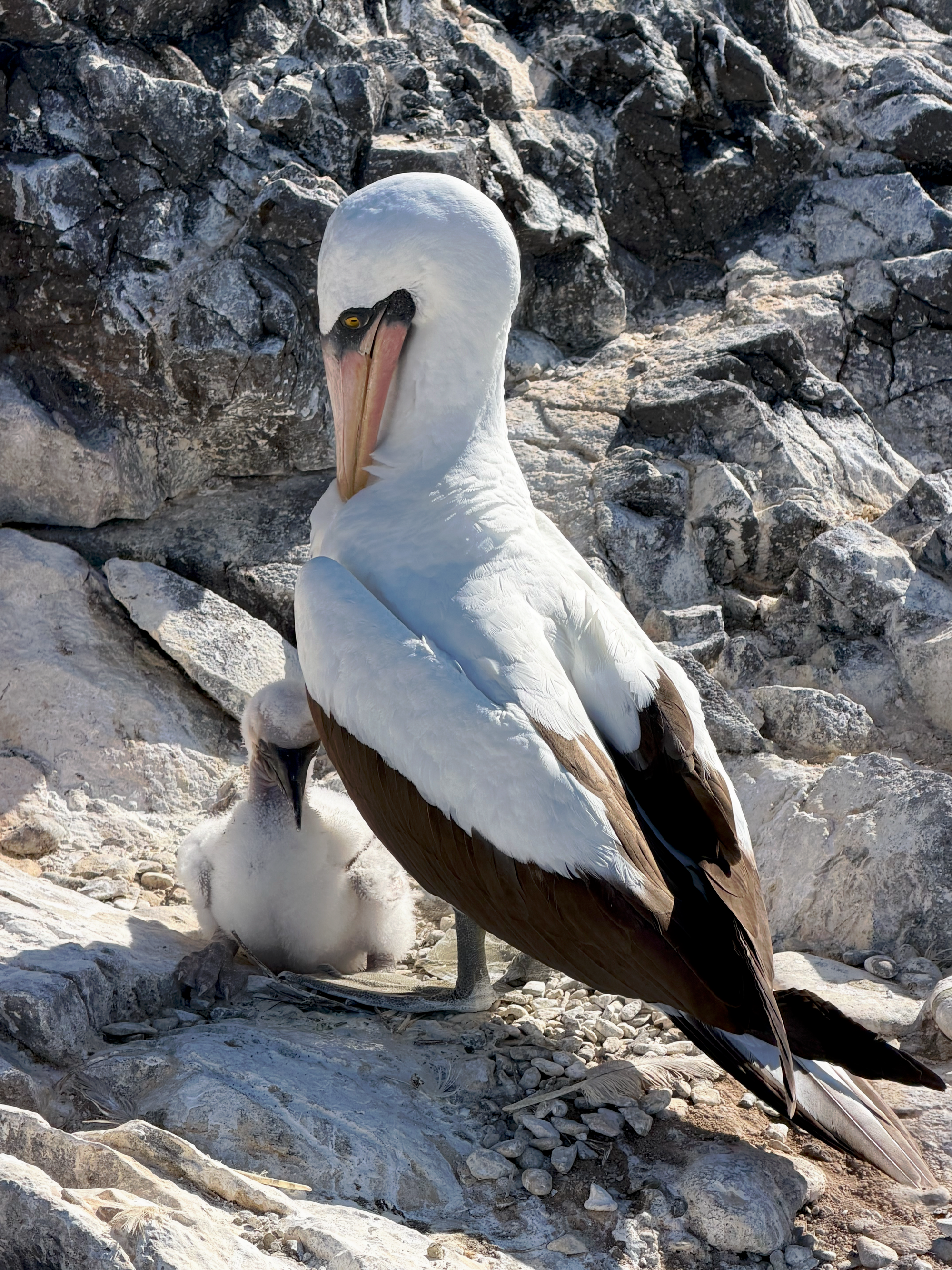 Adult Nazca booby standing beside its fluffy chick on a rocky nesting site in the Galápagos.