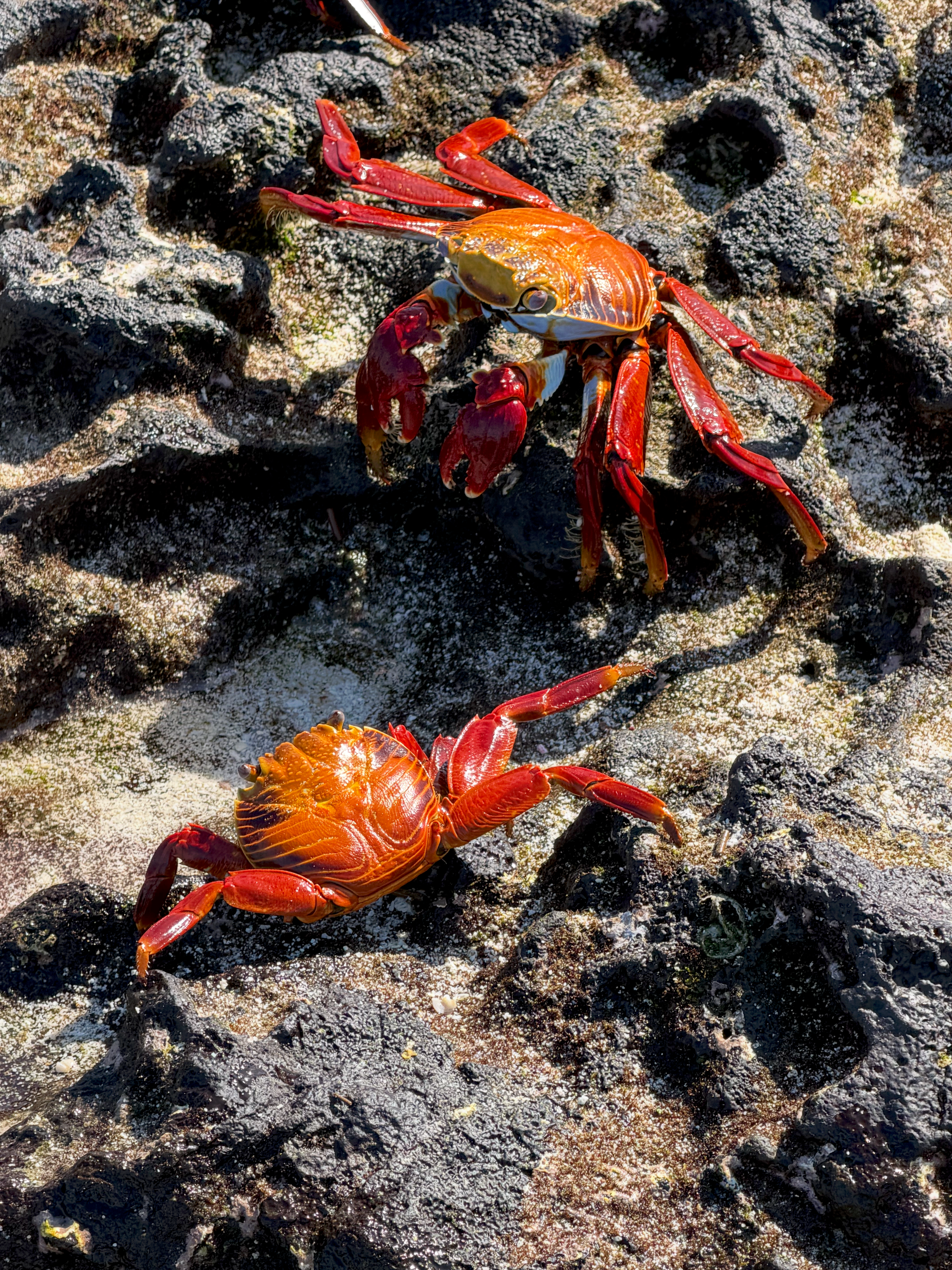Two red Sally Lightfoot crabs on black volcanic rocks along the Galápagos coast.