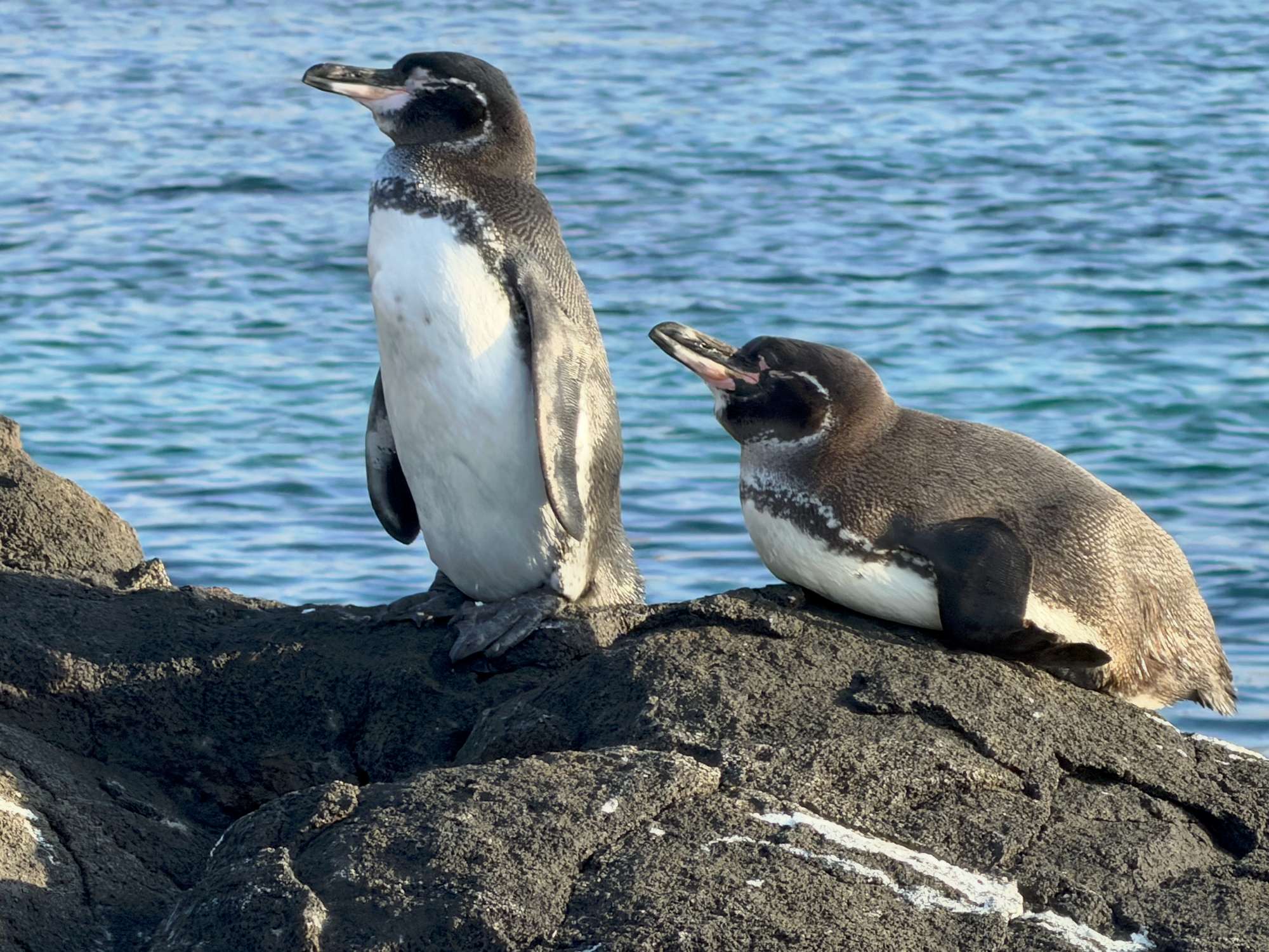 Two Galápagos penguins resting on dark volcanic rocks beside the ocean.