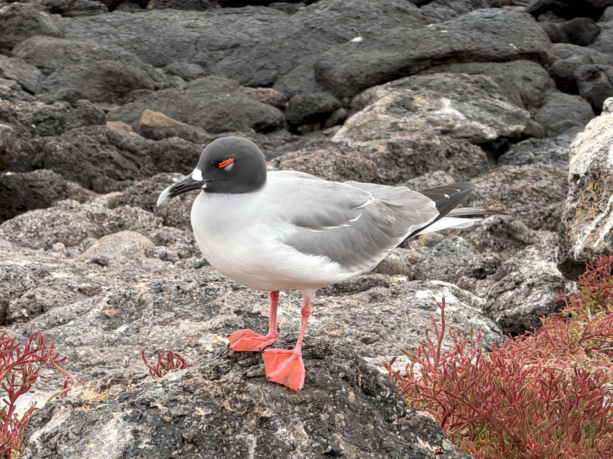 Lava gull with dark head and red legs standing on volcanic rock in the Galápagos.