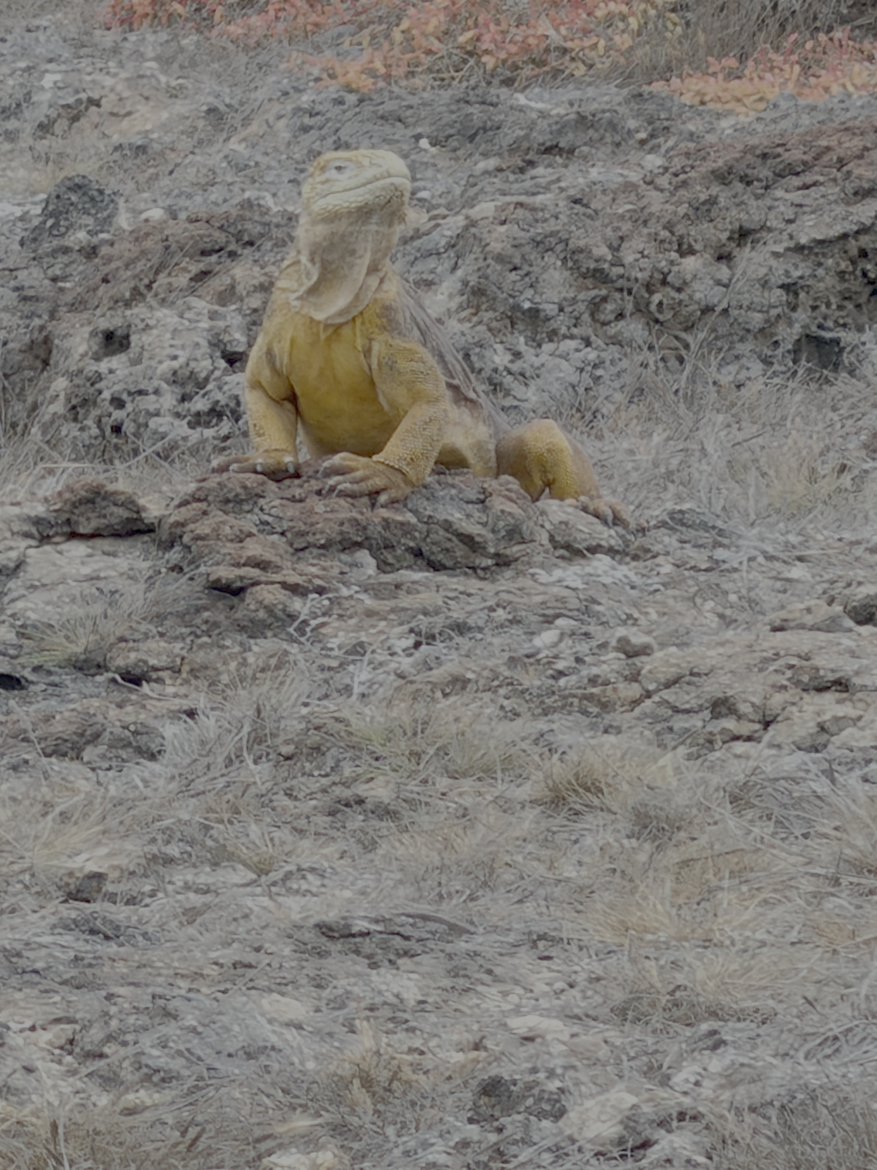 Galápagos land iguana resting on rocky volcanic terrain.