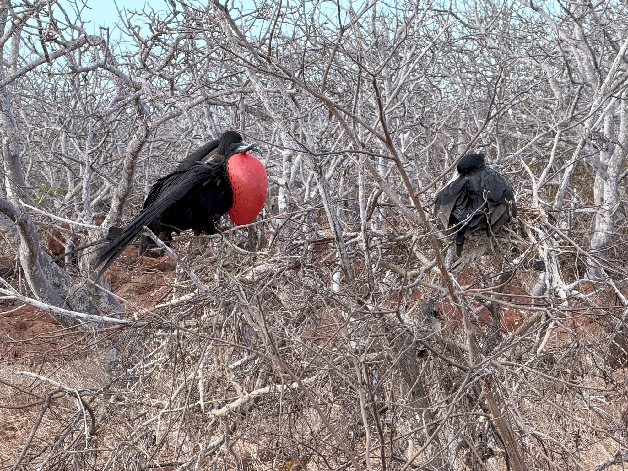 Male frigatebird with inflated red throat pouch perched in leafless trees in the Galápagos.