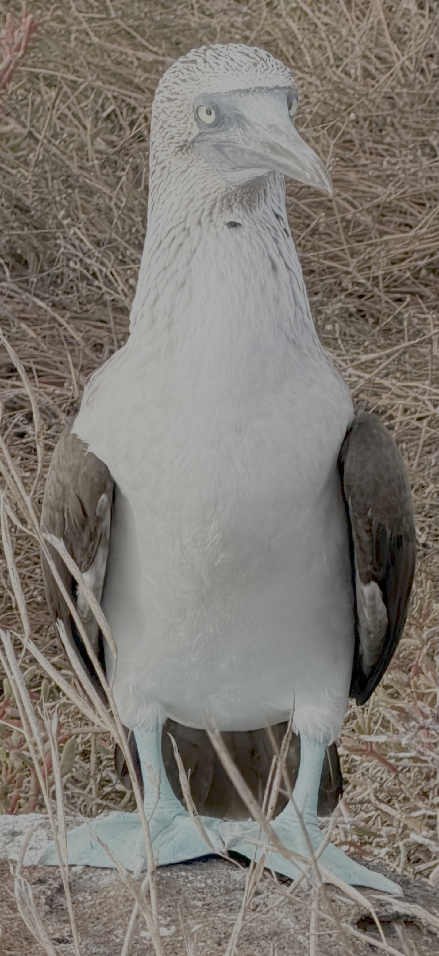 Blue-footed booby standing on the ground with bright blue feet visible.